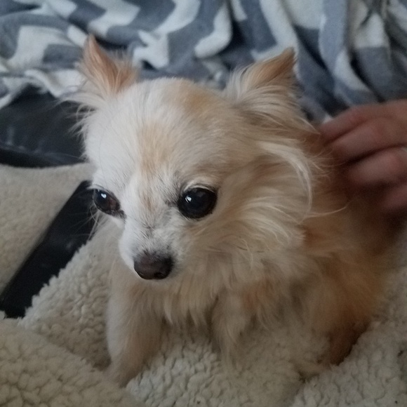 Lafayette 148 New York 100% SILK blouse / Cami size 14 🥳 FINAL PRICE - Picture 7 of 11